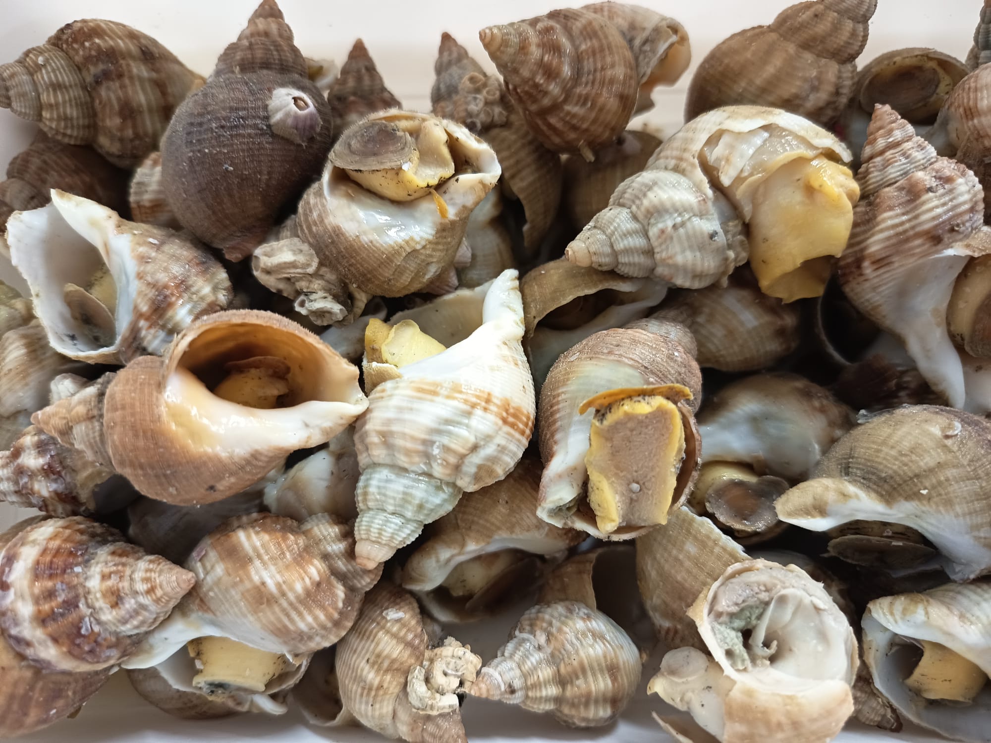 Bocina Cocida