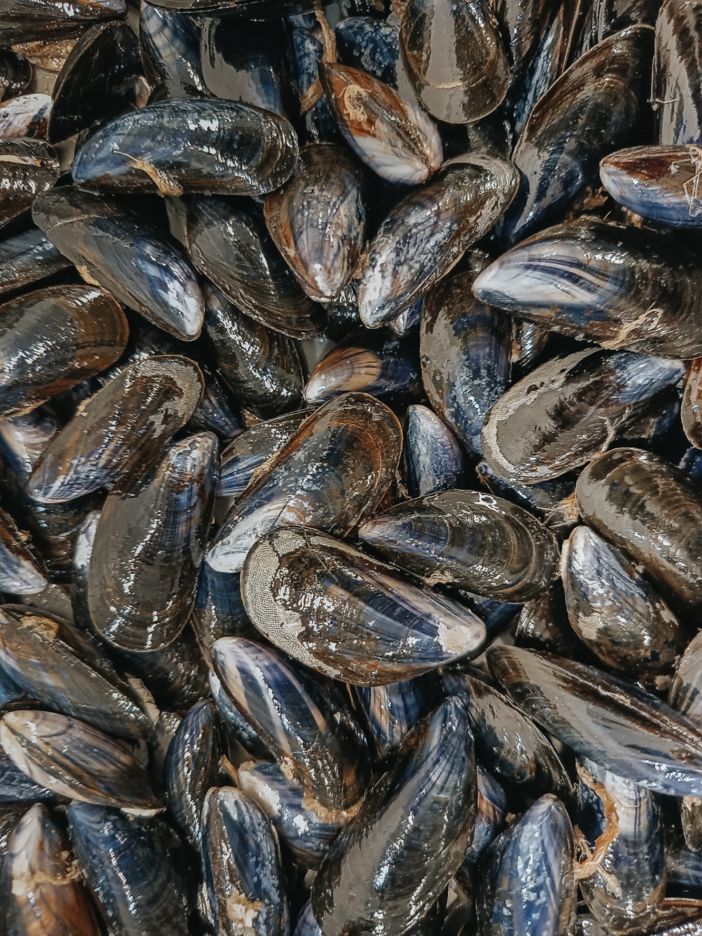 Mejillones